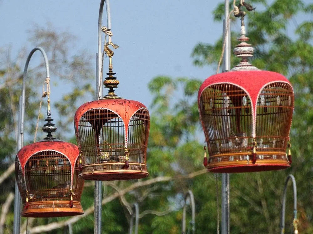 A Bird-singing Contest in Thailand