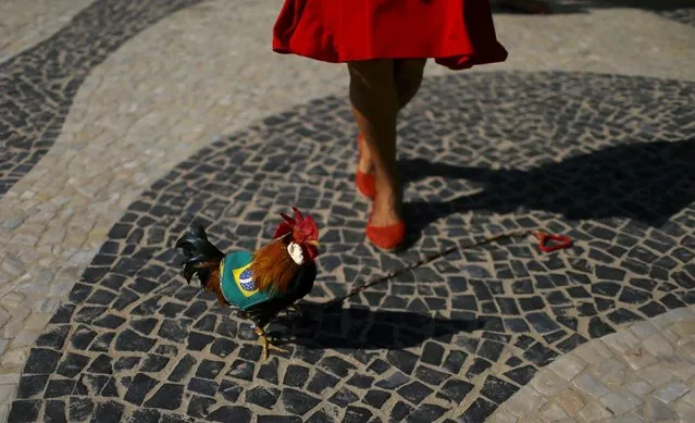 A woman plays with a rooster during a protest against Brazilian President Dilma Rousseff's impeachment in Rio de Janeiro, Brazil, April 17, 2016. (Photo by Pilar Olivares/Reuters)