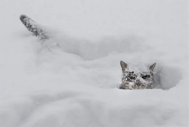 A cat plays in the snow during a huge winter storm in Mississauga, Ontario, on Monday, January 17, 2022. (Photo by Nathan Denette/The Canadian Press via AP Photo)