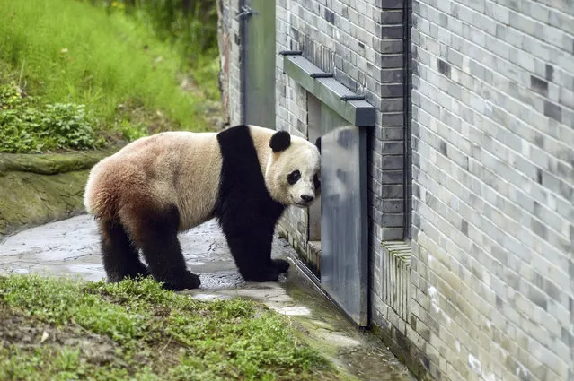 The giant panda Bao Bao stands in an enclosure at its new home at the panda research base in Dujiangyan in southwest China's Sichuan province Friday, March 24, 2017. Friday was the first public appearance for Bao Bao after the beloved panda was returned to China from Washington's National Zoo. (Photo by Chinatopix via AP Photo)