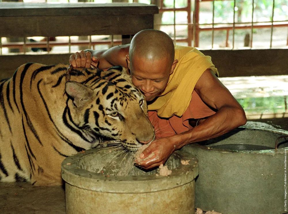 Tigers Raised By Monks In Thailand