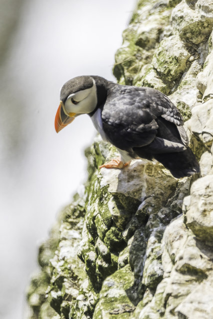 A puffin soaks in the early sunshine at Bempton Cliffs, Bridlington, UK early June 2024. The birds have returned to the colony after up to eight months wintering at sea as individuals, mainly in the Atlantic Ocean and North Sea, although some make it to the Mediterranean. (Photo by HowesImages/Splash News and Pictures)