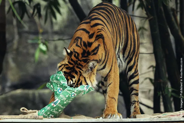 A Sumatran Tiger tears apart a wrapped Christmas present at Taronga Zoo