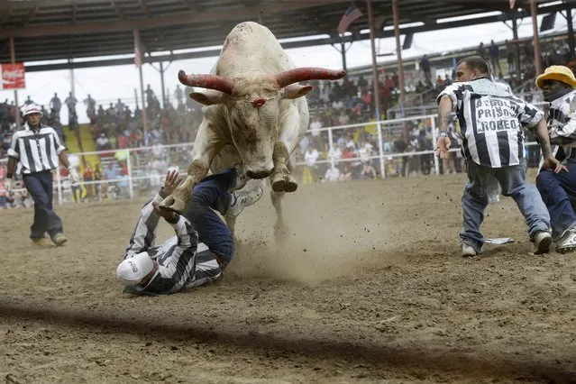 A bull rears above a prisoner as he and others try to snatch a poker chip tied to its head in the Guts & Glory event at the Angola Prison Rodeo in Angola, La., Saturday, April 26, 2014. Louisiana's most violent criminals, many serving life sentences for murder, are the stars of the nation's longest-running prison rodeo. (Photo by Gerald Herbert/AP Photo)