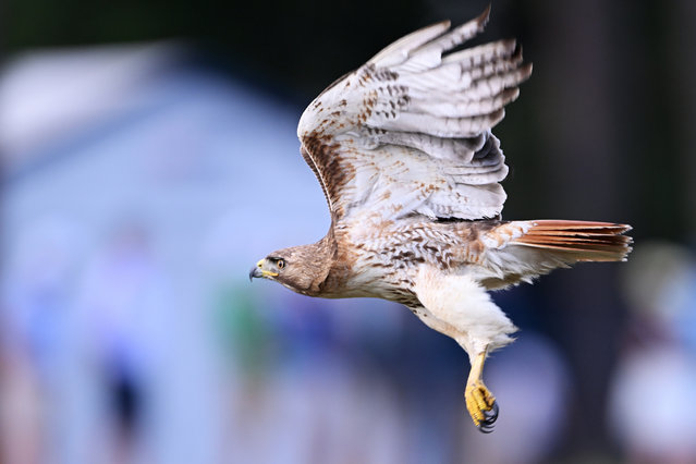A red-tailed hawk flies during the first round of the 124th U.S. Open at Pinehurst Resort on June 13, 2024 in Pinehurst, North Carolina. (Photo by Ross Kinnaird/Getty Images)