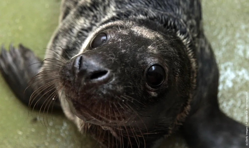 Rescued Seal Pups Are Rehabilitated At West Hatch Wildlife Centre