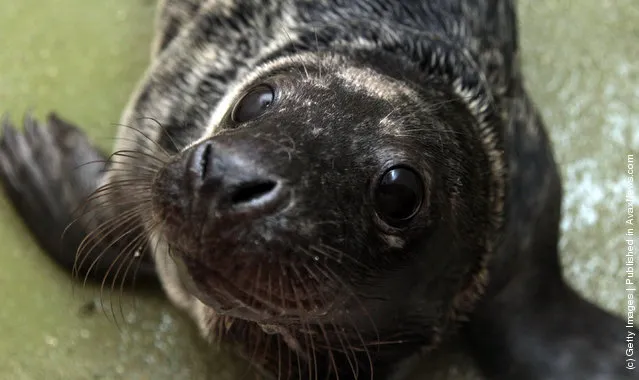 A recently rescued grey seal pup looks up from its indoor kennel at the RSPCA West Hatch Wildlife Centre