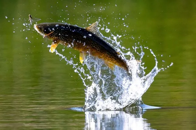 A trout leaps into the air to catch a dragonfly in Marfield Nature Reserve in Masham, North Yorkshire, England on September 23, 2019. (Photo by Solent News)