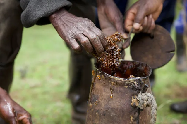 A man from the Ogiek community harvests honey in Mount Elgon game reserve, where they have reached an agreement with the government allowing them to remain in their ancestral lands in western Kenya, April 26, 2016. (Photo by Katy Migiro/Reuters)