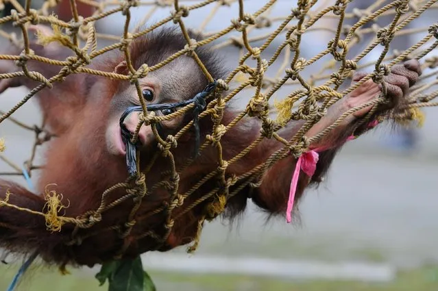 Rizki, 10 months orphaned Bornean orang utan learns to bite at Surabaya Zoo as he prepares to be released into the wild on May 19, 2014 in Surabaya, Indonesia. Damai (3) and Rizki (10 months), two orangutan brothers who were abandoned by their mother Dora (13) shortly after birth. (Photo by Robertus Pudyanto/Getty Images)