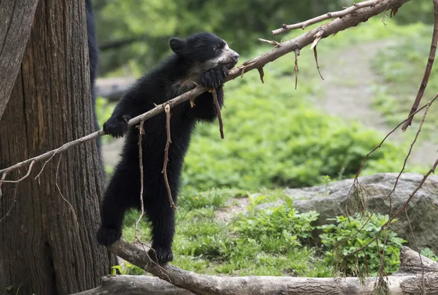 In this May 1, 2017 photo provided by the Wildlife Conservation Society, an Andean bear cub climbs on a tree branch at the Queens Zoo in the Queens borough of New York. The zoo said the cub, which has not been named yet, is part of their program to breed Andean bears in cooperation with the Species Survival Plan. (Photo by Julie Larsen Maher/Wildlife Conservation Society via AP Photo)