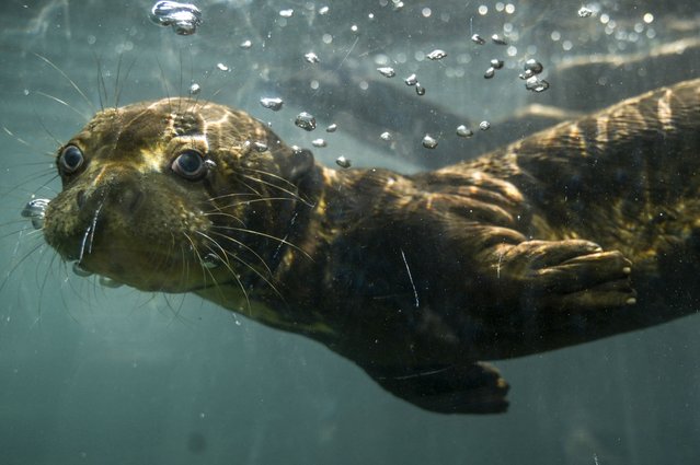 A three-month-old giant otter (Pteronura brasiliensis) swims at the Cali Zoo in Cali, Colombia, on February 13, 2024. (Photo by Joaquin Sarmiento/AFP Photo)