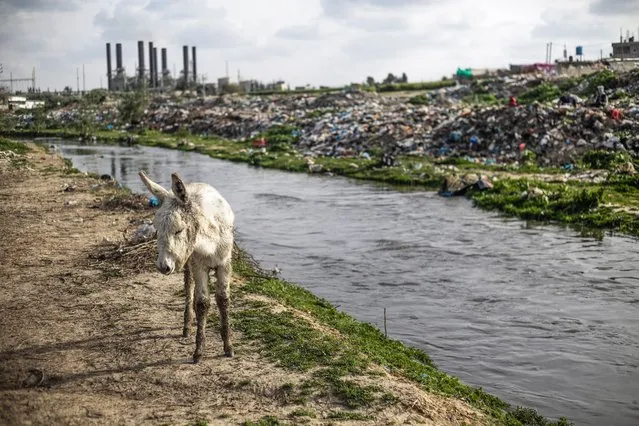 A donkey seen in the wet area of Wadi Gaza in the central Gaza Strip on March 19, 2022. In Wadi Gaza, plastic bottles and putrid water have taken the place of trees, flowers and animals. But aware of the health dangers, the local authorities are working to transform the marsh into the first natural park in the Palestinian enclave. (Photo by Mahmoud Issa/SOPA Images/Rex Features/Shutterstock)