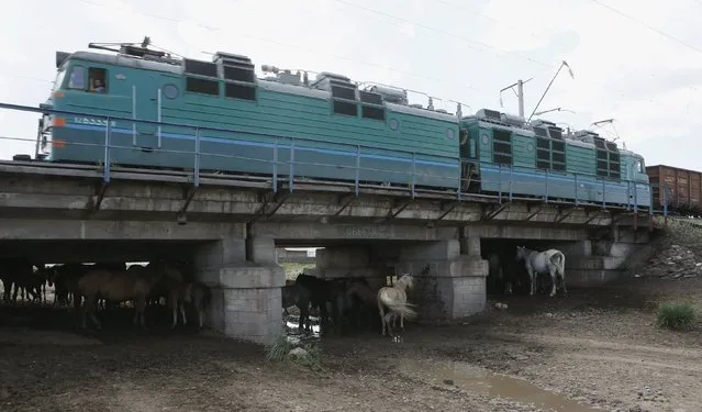 A train moves above horses, which gather in the shade under a bridge, at the southern branch of the Trans-Siberian Railway, with the air temperature at about 30 degrees Celsius (86 degrees Fahrenheit), in the village of Verkhny Askiz, southwest of the city of Abakan, Khakassia region, Russia, July 24, 2015. (Photo by Ilya Naymushin/Reuters)