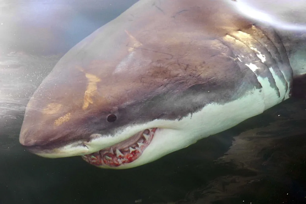 The Week in Pictures: Animals, June 14 – June 20, 2014