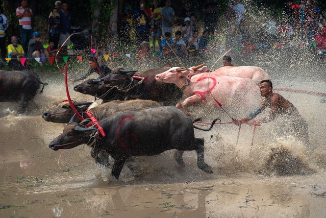 Jockeys compete during the annual Buffalo Racing festival on August 4, 2024. The annual Buffalo Racing Festival held among rice farmers in Chonburi city marks the beginning of a new rice growing period at the start of the rainy season in Thailand. (Photo by Peerapon Boonyakiat/SOPA Images/Rex Features/Shutterstock)