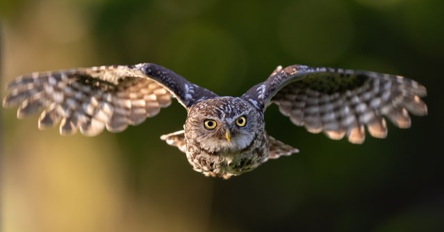 A little owl was very co-operative with Ian Turner’s efforts to capture the bird looking straight down his lens in Potter’s Bar, Hertfordshire early September 2024. Because the species only weighs about 170 grams and can fly very quickly, capturing them in such detail in flight is notoriously difficult. (Photo by Ian Turner/Animal News Agency)