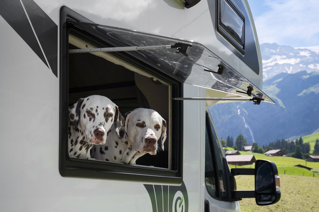 Dogs, Django and Amber in the motorhome together in the second decade of September 2024. A young couple who were told they'd be housebound after getting two large dogs do road trips around Europe – so they can give their Dalmatians a holiday too. (Photo by Rhys Denham/Sophia Hutchinson/South West News Service)