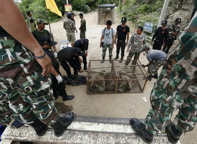 Thai National Park officials move cages filled with monkeys after they were caught for sterilization in a bid to control the birth rate of the monkey population in Hua Hin city, Prachuap Khiri Khan Province, Thailand, 15 July 2017. Thai veterinarians from the Department of National Parks, Wildlife and Plant Conservation launched the program for control the birth rate of the monkey population of Wat Khao Takiab temple are more than three thousand after its causing trouble to villagers and tourists as they visit in the area of the temple. Centered around the areas of the Royal Hua Hin Golf Course, Khao Takiab Temple, and Hin Lek Fai Hill, the monkeys intimidate tourists, steal food from visitors and restaurants, and cause damage to houses. The program run between 14 to 20 July 2017, the officials said. (Photo by Narong Sangnak/EPA/EFE)