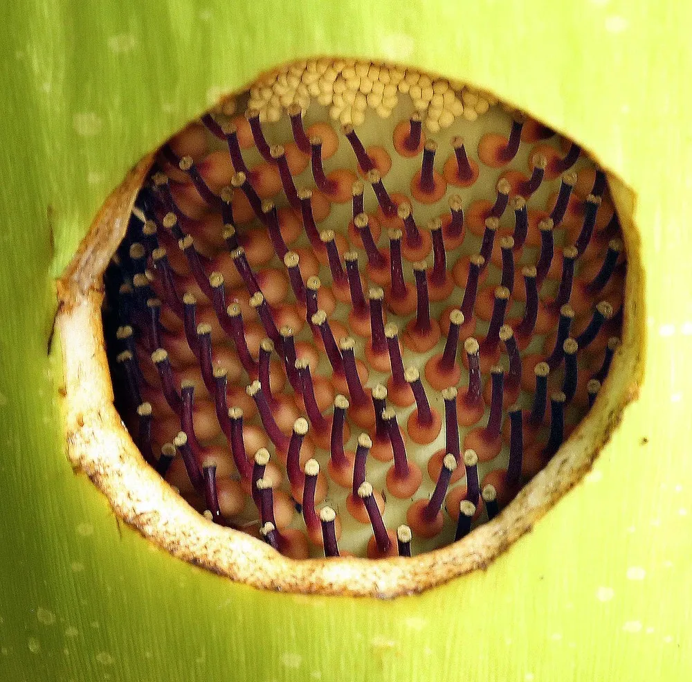 World’s Stinkiest Flower Blooms in Loxahatchee