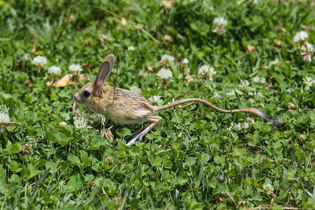 A mountain jerboa, which is taken under protection after his mother dies, is seen at Yuzuncu Yil University Wild Animal Protection and Rehabilitation Center in Van, Turkiye on June 24, 2022. (Photo by Mesut Varol/Anadolu Agency via Getty Images)