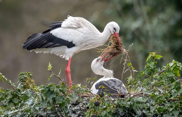 A couple of white storks (Ciconia ciconia) build their nest in Linkenheim, Germany, 09 March 2020. The breeding season of the white stork ​kicks off around the beginning of March. (Photo by Ronald Wittek/EPA/EFE)