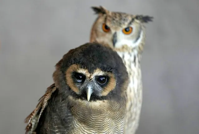 Mars, a female Asian Wood owl, front, and Saturn, a male Rock Eagle owl, react in front of the camera at the Boomah, or Owl Cafe, in Abu Dhabi, United Arab Emirates, July 21, 2022. The owner of the café Mohamed al-Shehhi had his first owl in 2014. He started his café Boomah, the Arabic word for owl as a hobby in 2020. Today he has nine owls at the cafe, all bred and raised by humans. (Photo by Kamran Jebreili/AP Photo)