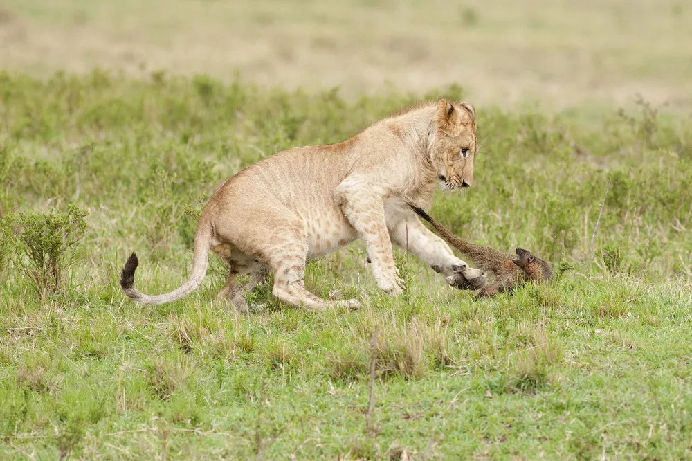 A Mongoose vs Four Lions