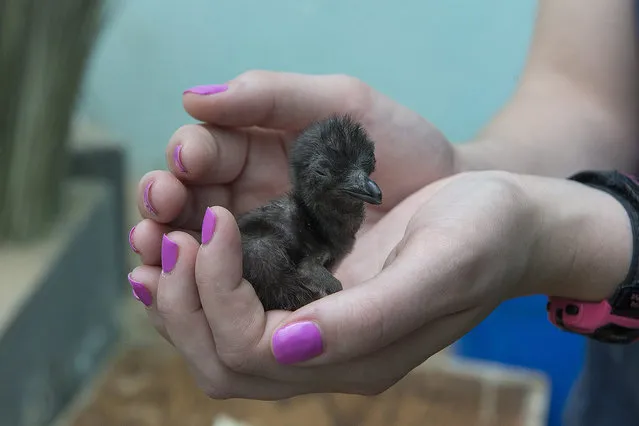 A undated handout picture provided by the Wildlife Conservation Society on 29 July 2016 shows the first fairy penguin to hatch in the 120-year history of the zoo, at the Bronx Zoo, New York, USA. The chick hatched May 10, 2016. (Photo by Julie Larsen Maher/EPA/Wildlife Conservation Society)
