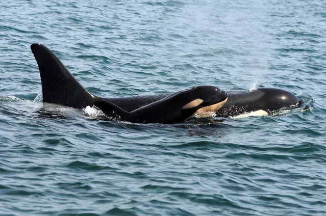 This September 2015 photo provided by the Center for Whale Research taken under National Marine Fisheries Service research permit No. 15569, shows a killer whale calf off British Columbia's coast. The Washington state-based Center for Whale Research said the baby dubbed L122 was spotted with its mother Sunday, Sept. 6, and is the newest member of the pod since last December. (Photo by David Ellifrit/Center for Whale Research No. 15569, via AP Photo)