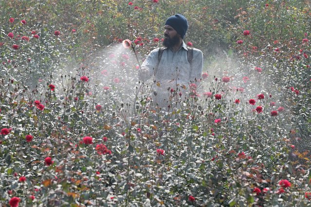A farmer waters rose plants at a field on the outskirts of Lahore on November 28, 2024. (Photo by Arif Ali/AFP Photo)