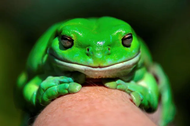 An Australian Green Tree frog named “Godzilla” sits on the hand of Kathy Potter of the Frog and Toad Study Group during the launch of the Australian Museum's national frog count phone app called “FrogID” in Sydney, Australia, November 10, 2017. (Photo by David Gray/Reuters)