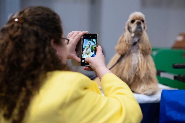 A woman uses her phone to take a photograph of her American Cocker Spaniel on the third day of the Crufts dog show at the National Exhibition Centre in Birmingham, central England, on March 8, 2025. (Photo by Oli Scarff/AFP Photo)