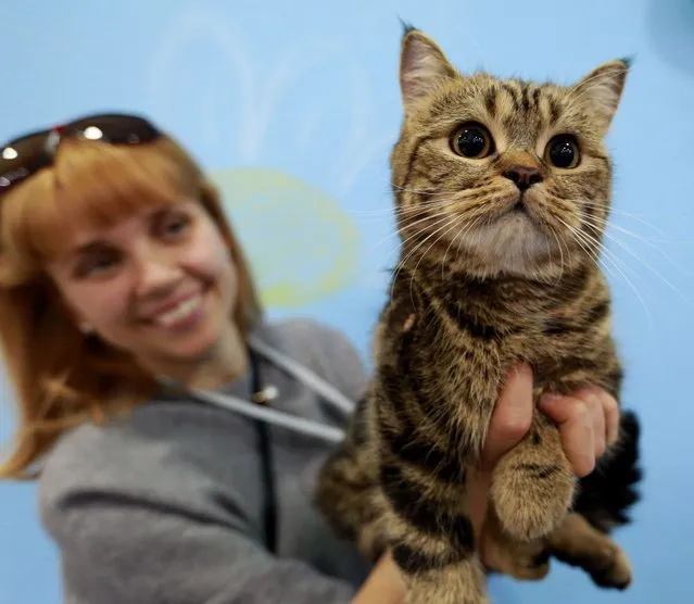 Scottish Shorthair  cat is displayed during a cat exhibition in Bishkek, Kyrgyzstan, 26 November 2017. Cats owners from Kyrgyzstan and Kazakhstan gathered in Bishkek to show their pets. (Photo by Igor Kovalenko/EPA/EFE/Rex Features/Shutterstock)