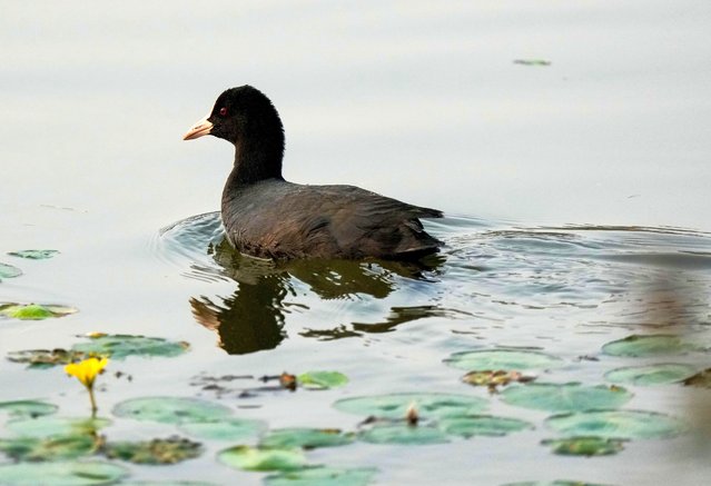 A coot swims in a lake in the Shuanggui Lake national wetland park in Liangping District of southwest China's Chongqing, November 7, 2022. Liangping District won the “International Wetland City” from the Ramsar Convention this year. The district has built a national-level wetland park, Shuanggui Lake national wetland park. It also shines in the protection and utilization of small and micro wetlands. Farmers grew rice, vegetables, lotus, fish, and shrimps in small and micro wetlands, including the district's many ponds and rice paddies. Organic agriculture in such mini wetlands helped reduce the use of fertilizers and pesticides. The scenic views also boosted ecological tourism to raise farmers' incomes. (Photo by Xinhua News Agency/Rex Features/Shutterstock)