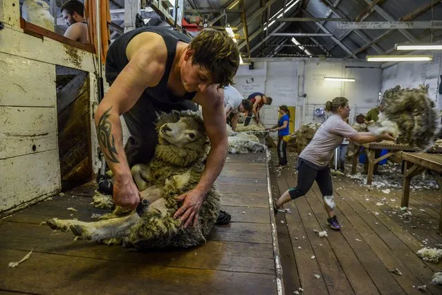 A group of mainly seasonal workers shear and sort sheep wool on the property of the Lee family on Saturday, February 13, 2016, in Port Howard, West Falkland Islands. Some shearers, such as Barry Cockburn, 27, front, travel from as far away as Scotland. (Photo by Jahi Chikwendiu/The Washington Post)