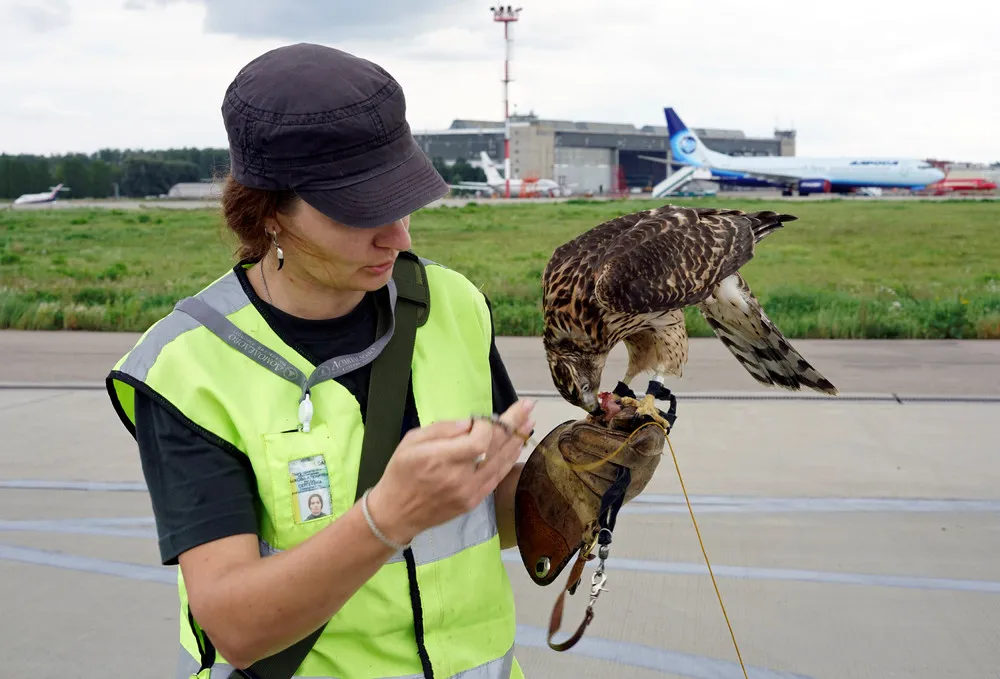 Ornithological Flight Support Service