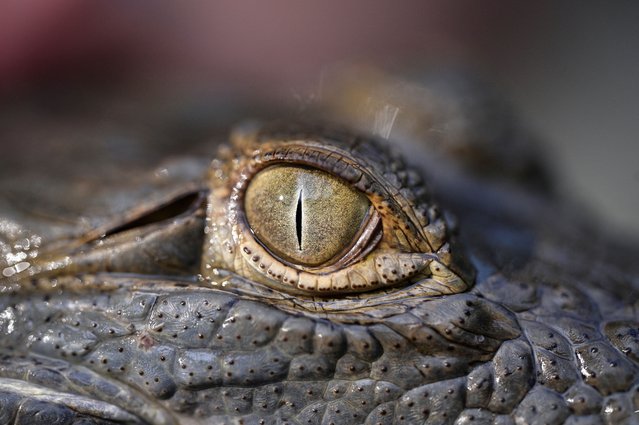 The eye of an Orinoco crocodile hatchling raised in captivity is seen prior to its release into the wild at the Capanaparo River, at the Leslie Pantin Zoo in Turmero, Aragua State, Venezuela, on April 21, 2025”. (Photo by Gby Oraa/Reuters)