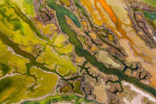 The Bahía de Cádiz Natural Park on the coast of Andalucia, Spain, is a mosaic of marshes, reedbeds, sand dunes and beaches, which attracts great numbers of birds, and in spring it is an important migration stopping-off point. (Photo by Pere Soler/2015 Wildlife Photographer of the Year)