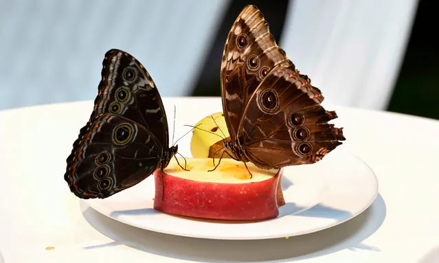 Butterflies feed on fruits placed on a table at the “Tea with Butterflies” exhibition at the SET (Tirso Event Space) in central Rome on February 9, 2018. Hundreds of tropical and native butterflies fly in a 500 sqm garden where a specific ecosystem has been created, to allow people to relax by having a cup of tea, while discovering the magnificent world of multicoloured wings moths. (Photo by Andreas Solaro/AFP Photo)