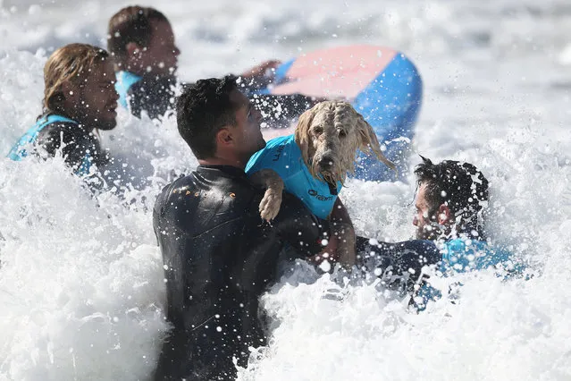 A dog is carried back out into the ocean during the Surf City Surf Dog competition in Huntington Beach, California, U.S., September 25, 2016. (Photo by Lucy Nicholson/Reuters)