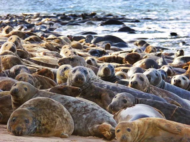 Geoff Chrisp's photo of a group of seals in the water by Lindisfarne Castle in Northumberland, northeast coast of England, September, 2016. (Photo by Geoff Chrisp/South West News Service)