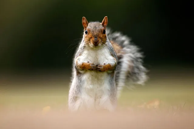 A squirrel is seen in St James's Park in London, Britain on October 16, 2020. (Photo by John Sibley/Reuters)