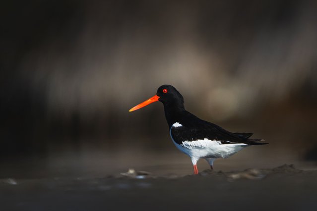 Eurasian oystercatcher a migratory bird species notable for its red eyes and beak, is seen searching for food in a wetland in Bursa, Turkiye on July 21, 2025. Oystercatcher, which lives in wetlands such as seas, lakes and lagoons, feeds mostly on shellfish in coastal ecosystems with its pointed beak, while in inland areas it hunts worms and insects. (Photo by Alper Tuydes/Anadolu via Getty Images)