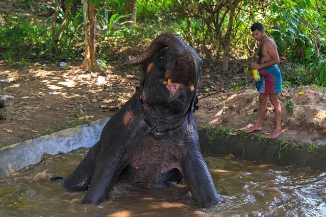 A mahout prepares to bathe an elephant near a fountain in a public park ahead of the annual Perahera festival at the Kelaniya Buddhist temple in Kelaniya on January 4, 2023. (Photo by Ishara S Kodikara/AFP Photo)
