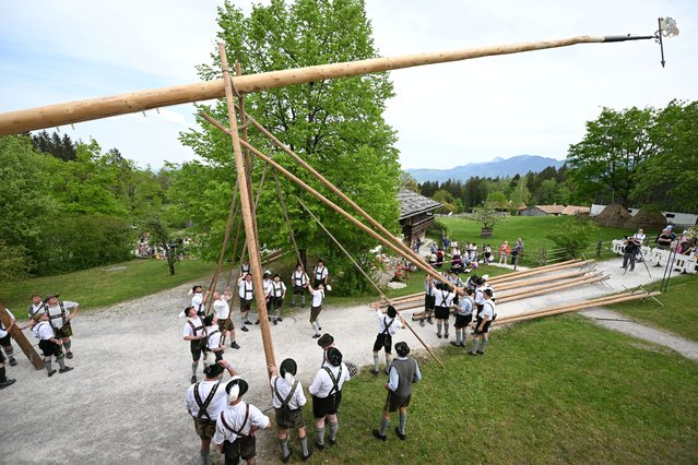 People erect a 40 meter high maypole, a long-standing tradition of the German countryside, celebrating the beginning of spring, with the help of wooden poles, in Glentleiten, Germany on May 1, 2024. (Photo by Angelika Warmuth/Reuters)