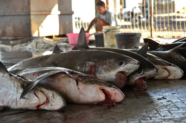 This picture taken on November 9, 2014 shows sharks for sale as a man removes the fins at a traditional market in Tanjung Luar in Lombok, West Nusa Teggara. Hundreds of sharks are hauled ashore every day at a busy market on the central Indonesian island of Lombok, the hub of a booming trade that provides a livelihood for local fishermen but is increasingly alarming environmentalists. (Photo by Sonny Tumbelaka/AFP Photo)