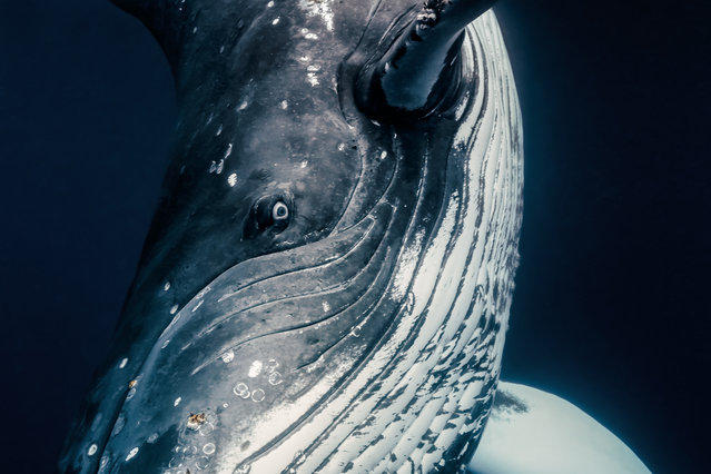 “To look into a whale’s eye is life-changing and humbling. Well, it’s the same with dolphins but they are mostly very fast in the water. A whale’s eye is unexpectedly looking, just like a human eye, kinda checking you out”. (Photo by Rita Kluge/The Guardian)