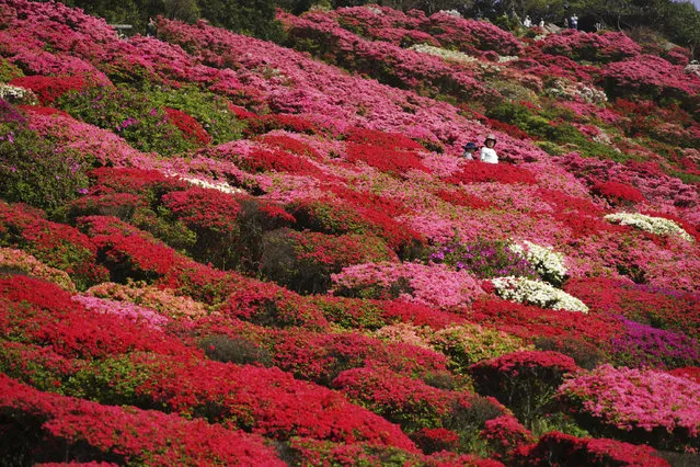 Azaleas are in full bloom at Nagushiyama Park in Sasebo, Nagasaki Prefecture, southwestern Japan, Sunday, April 15, 2018. Some100,000 different kinds of azaleas are blooming in spring period at the park. (Photo by Eugene Hoshiko/AP Photo)