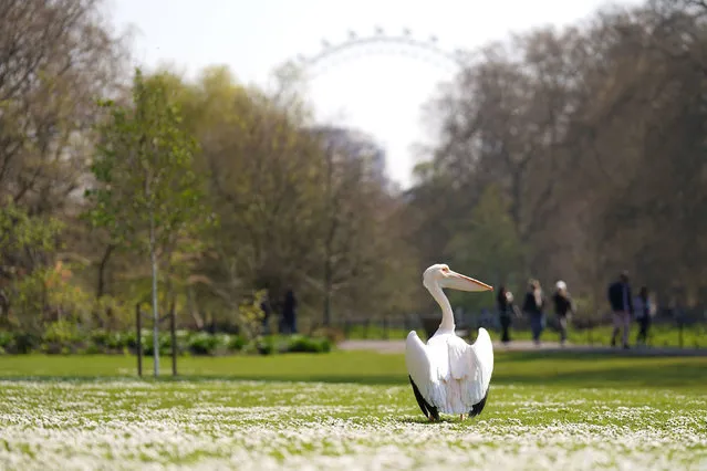 A pelican sits in St James' Park, London on Monday, April 17, 2023. (Photo by James Manning/PA Images via Getty Images)